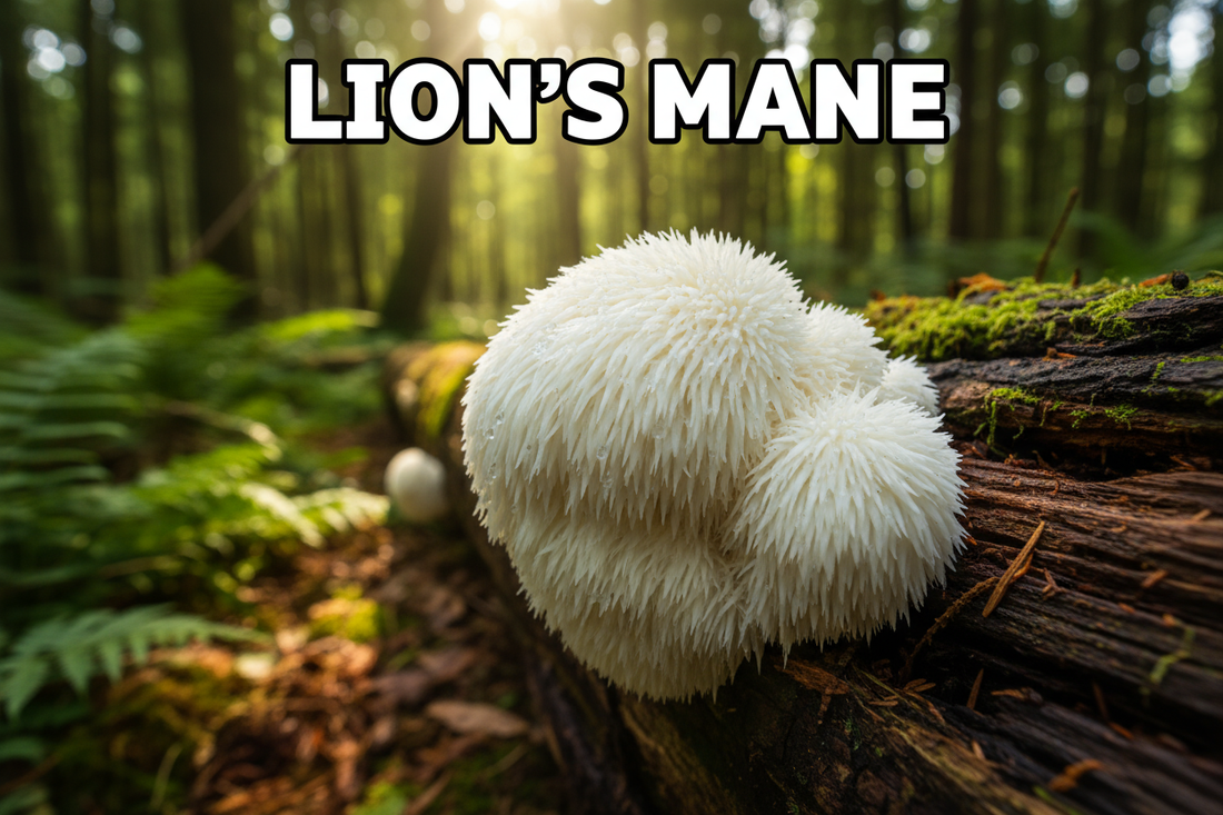 The Science Behind Lion's Mane wellness support article