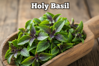 Holy Basil